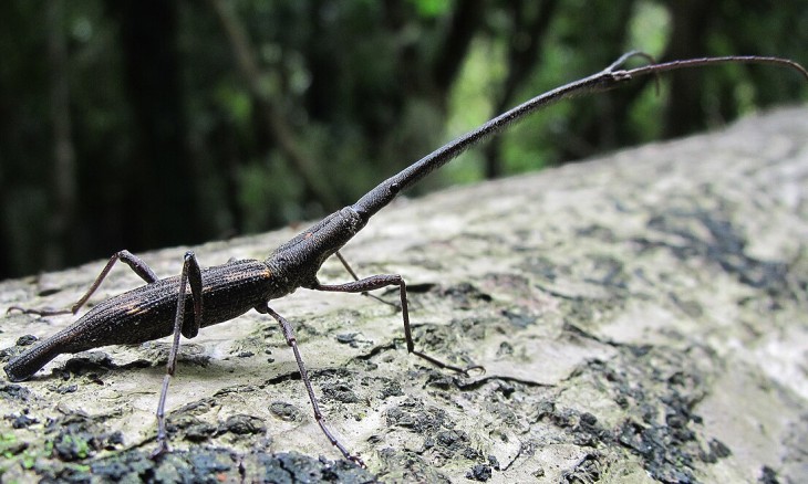 Picture of a male giraffe weevil with its characteristic long nose or rostrum
