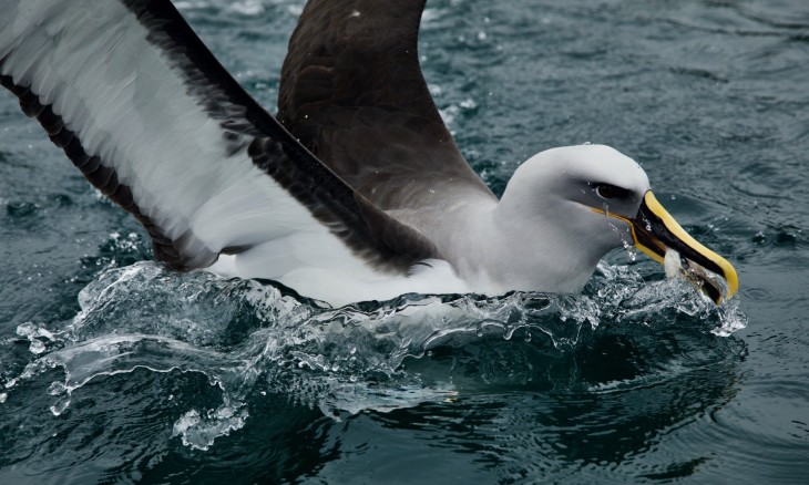 Bird eating fish