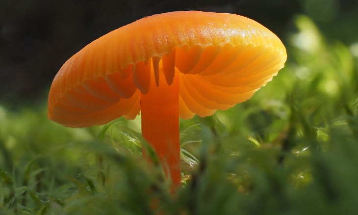 Hygrocybe