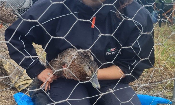 Myrene Otis banding ducks at Parakai 2023