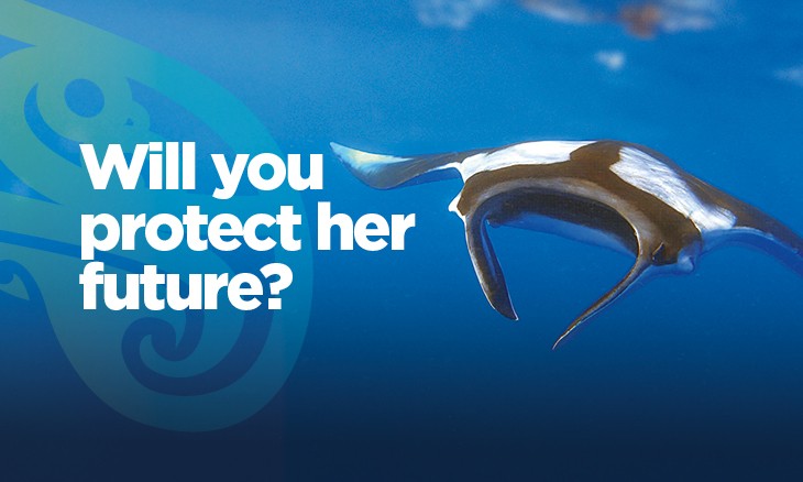 Hauraki Gulf Appeal teaser image_Manta ray