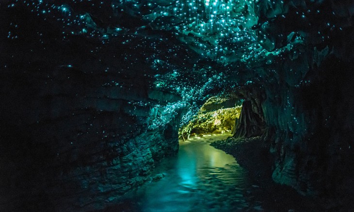 Glowworms glowing in the dark, in underwater caves at Waitomo