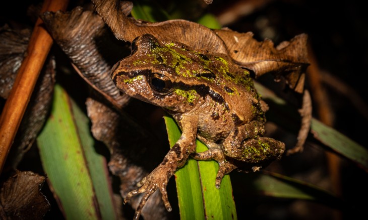 Archey's Frog sitting on a leaf