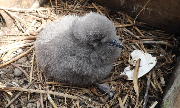 Hutton's Shearwater chick