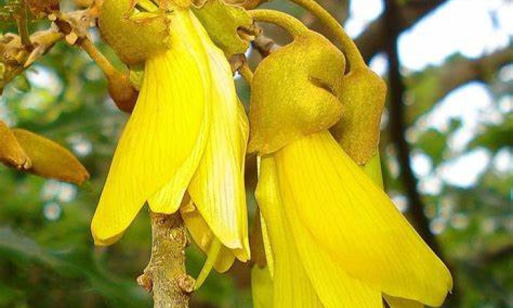 Kowhai Flower - a symbol of Warkworth
