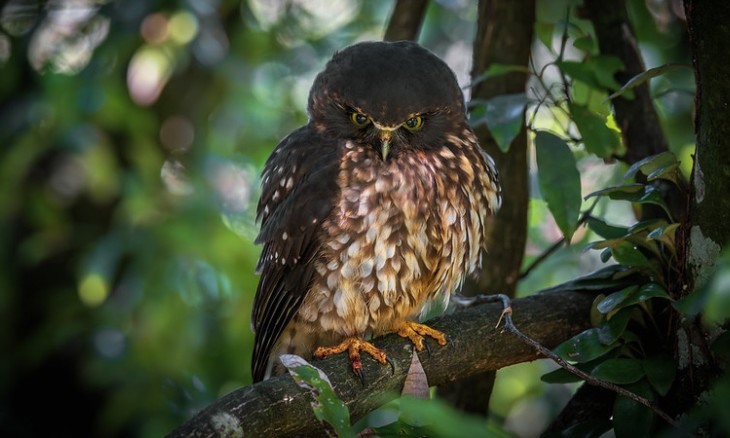 Ruru morepork. Credit Tony Stoddard