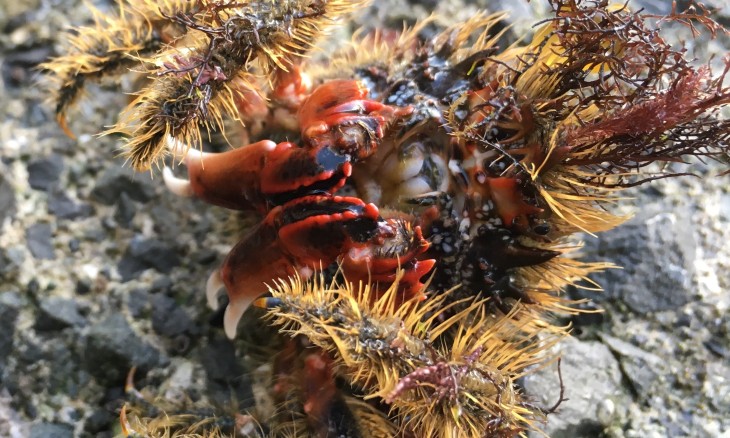 The Hairy Seaweed Crab, adorned in seaweed and floatsam