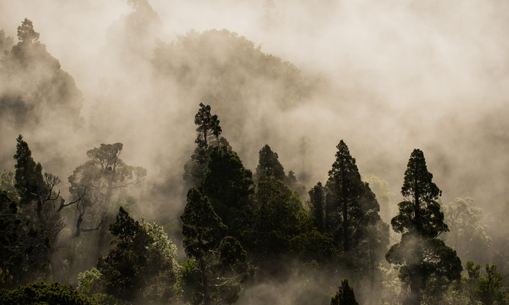 Cloud covered forest. Credit Craig McKenzie