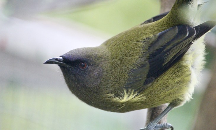 Bellbird - Image credit Lynn Freeman