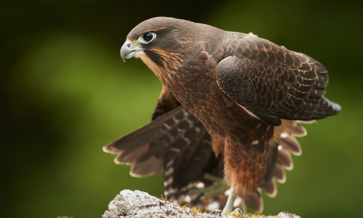 Falcon - Image credit Craig McKenzie