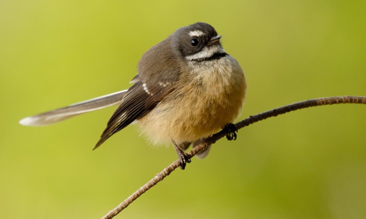 Fantail - Image credit Craig McKenzie