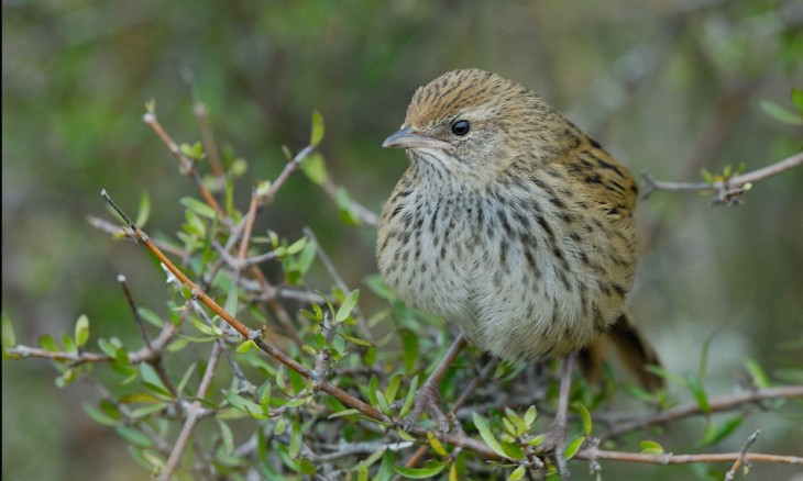 Fernbird - Image credit Craig McKenzie