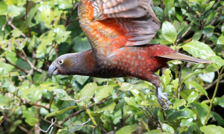 Kākā - Image credit Lynn Freeman