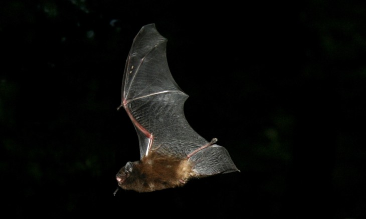Long tailed bat pekapeka - Image credit Kerry Weston