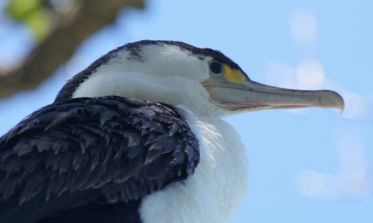 Pied Shag - Image credit Eric van Essen