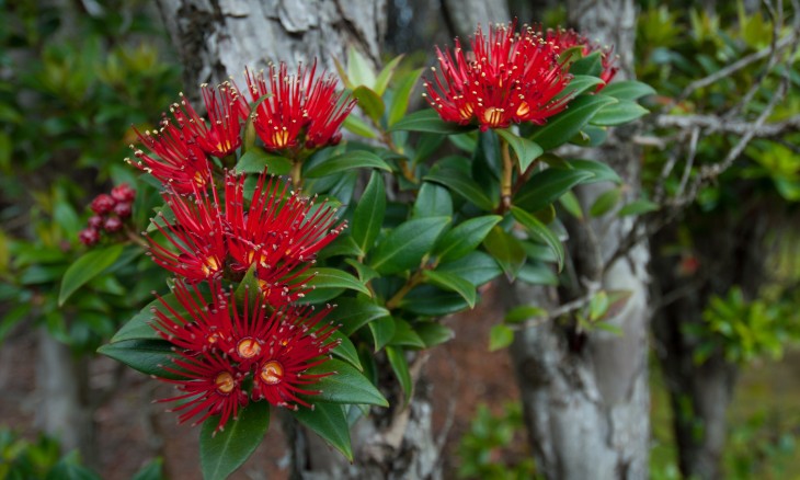 Southern Rata - Image credit Craig McKenzie