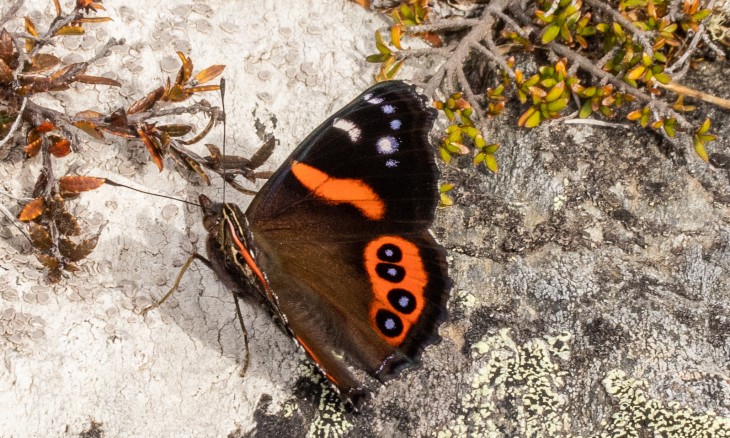 Red Admiral - Image credit Carey Knox