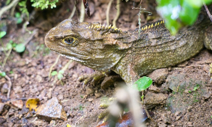 Tuatara - Image credit Kirk Serpes
