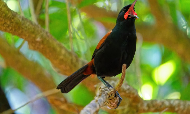 Saddleback - Image credit Dan Dirks
