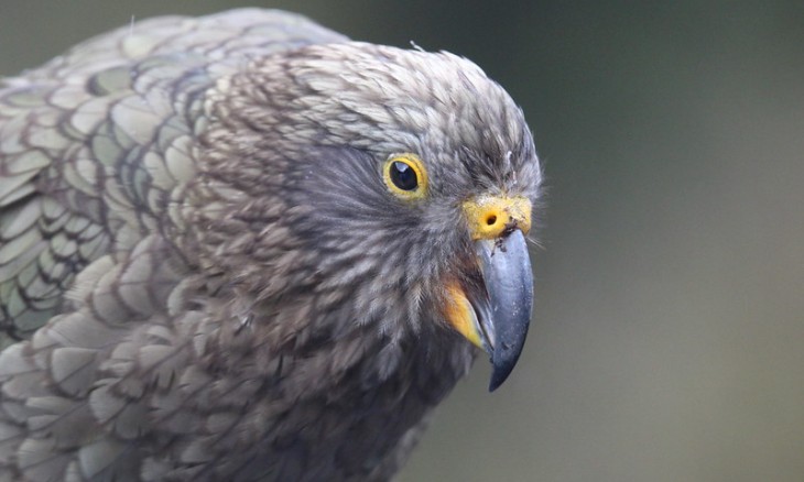 Kea