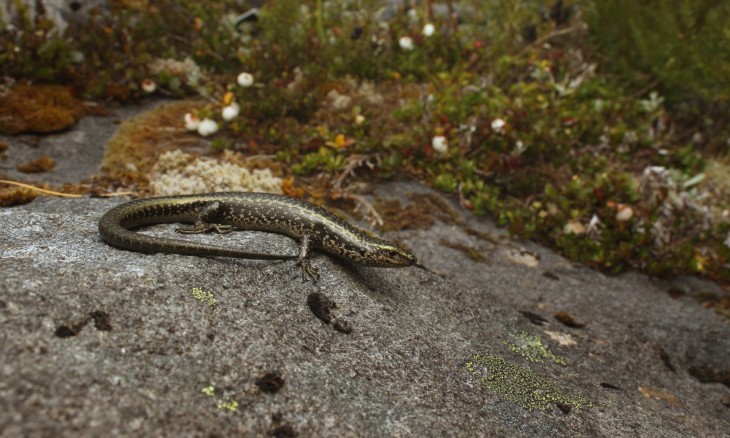 Barrier skink Homer Tunnel 