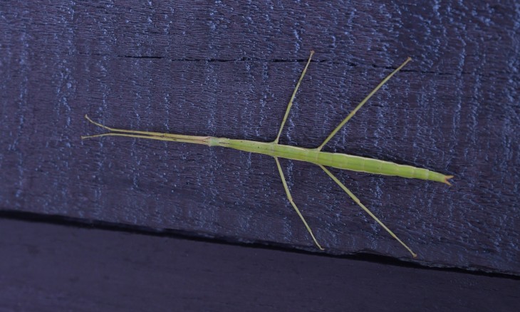 A green stick bug on a denim background