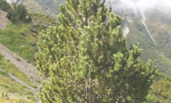 Pinus contorta