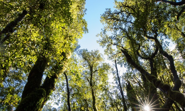 Fiordland forest. Image Earth Sciences NZ