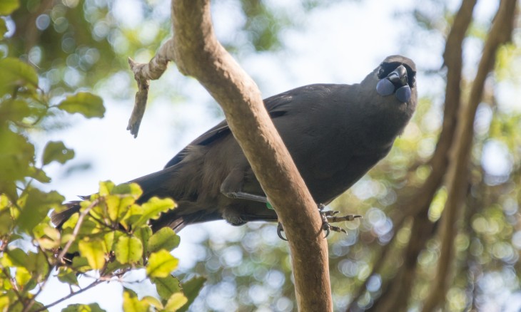 Kokako Credit Tony Dunn Spraggs