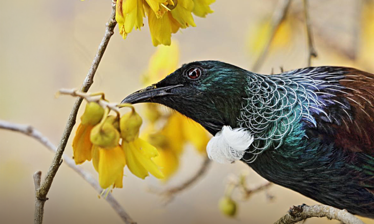Tui