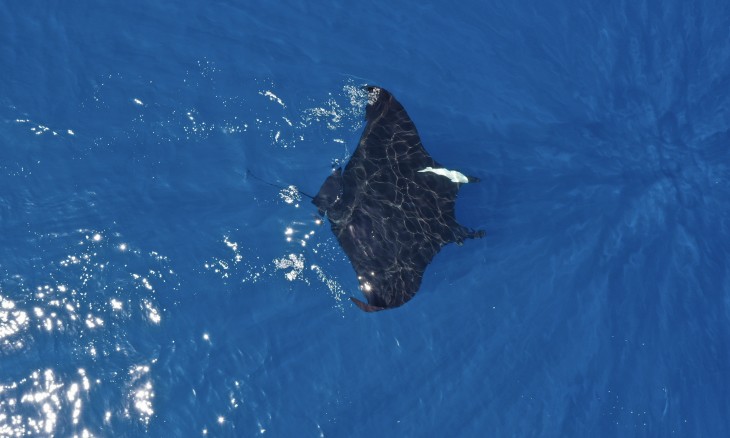 Giant oceanic manta ray. Credit Lydia Green