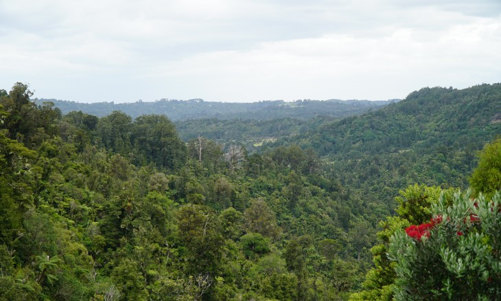Ark in the Park, Waitakere Dam (longview). Credit Cate Hennessy