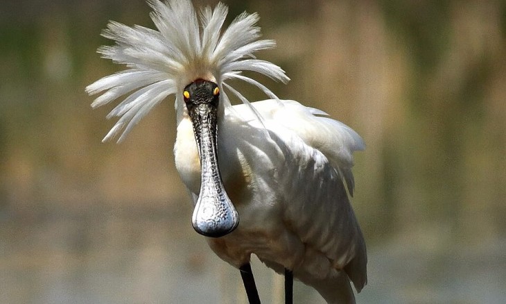 Royal Spoonbill with its crest raised like a mane around its head