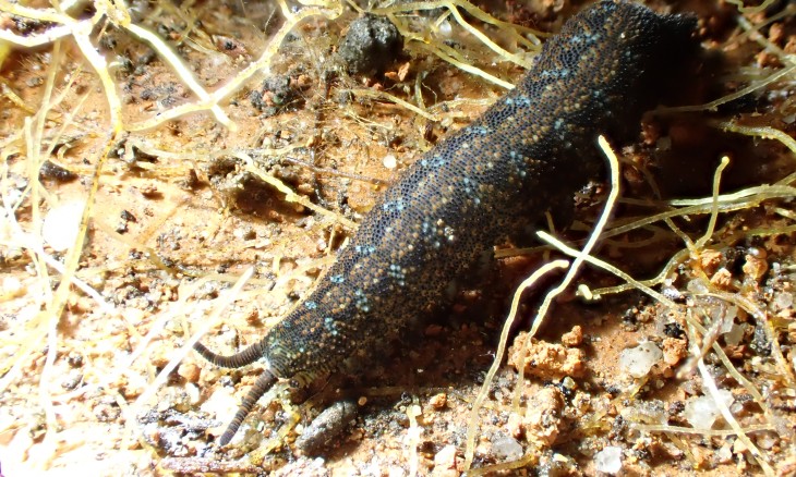 Velvet worm at Deep Creek/Denniston Plateau bioblitz (Feb 2026). Credit Forest & Bird