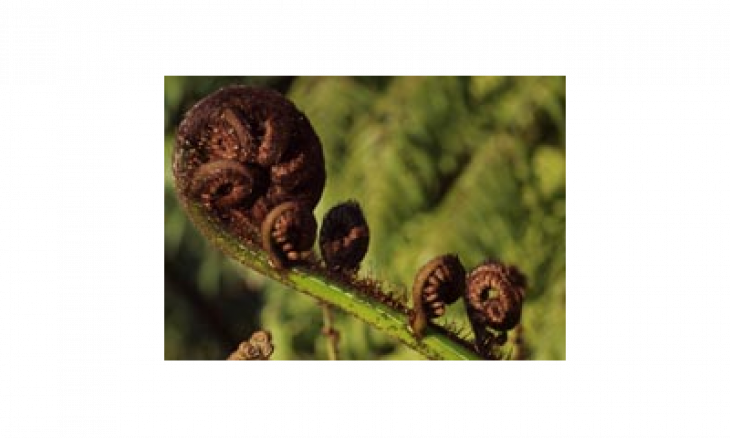 The Hardwich-Smith Block is home to many fern species. Credit: Jackie Whitehead