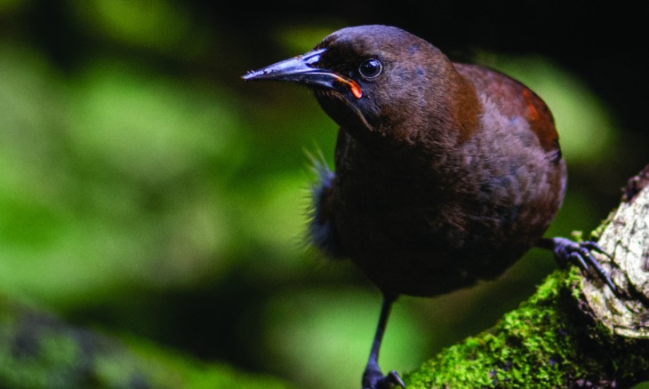 Tīeke, South Island Saddleback, Chalky Island Fiordland. Photo credit: Jake Osborne