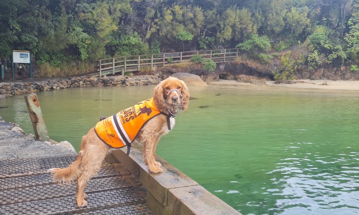 Tahi - Rodent detection dog