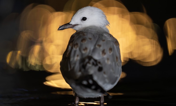 Bird photographed by Simon Runting