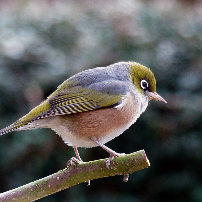 Silvereye on a branch