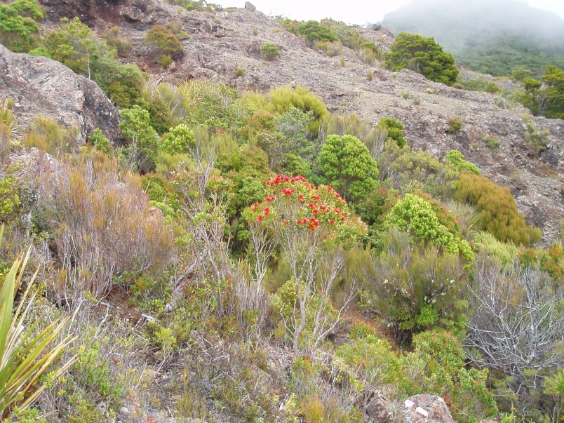 Dun Mountain