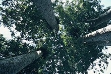 Kauri can be found in this area growing well beyond their naturally occurring range. Photo: C. Rudge.