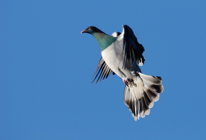 NI Kereru