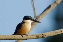 Kingfisher