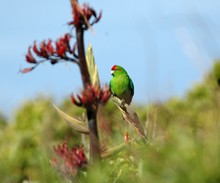 Red Crowned Parakeet
