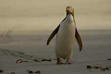 Yellow eyed penguin, Photo: Craig McKenzie