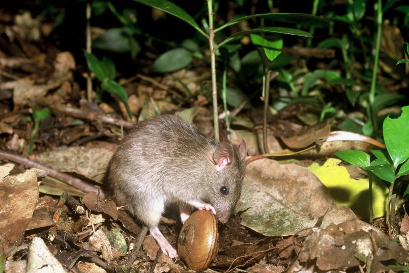 Rat eating snail