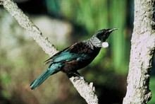 Tui