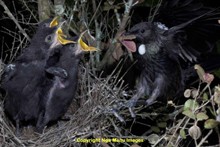 Tui Nest