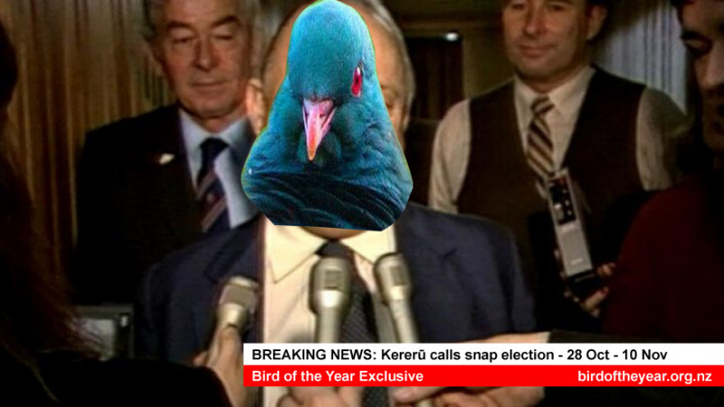 Meme of Robert Muldoon with a kereru head as he calls a snap election