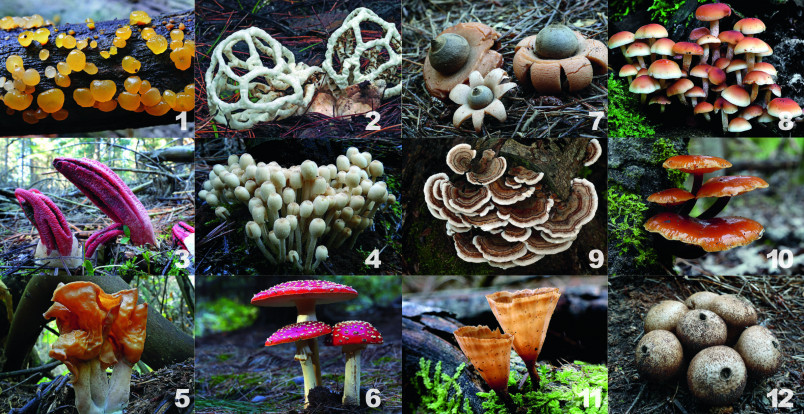 12 species of fungi to guess